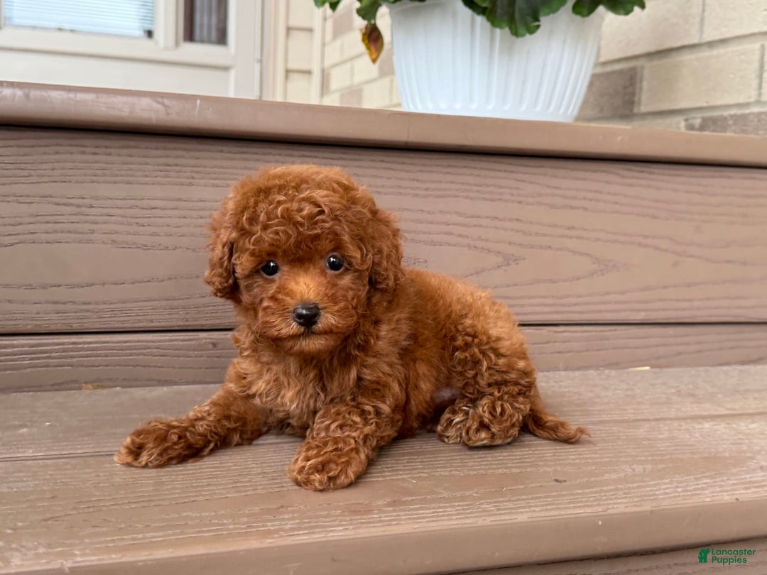 Maltipoo dogs for sale: Gorgeous - Image 4