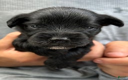 Miniature Schnauzer dogs for sale: Buddy - Image 1