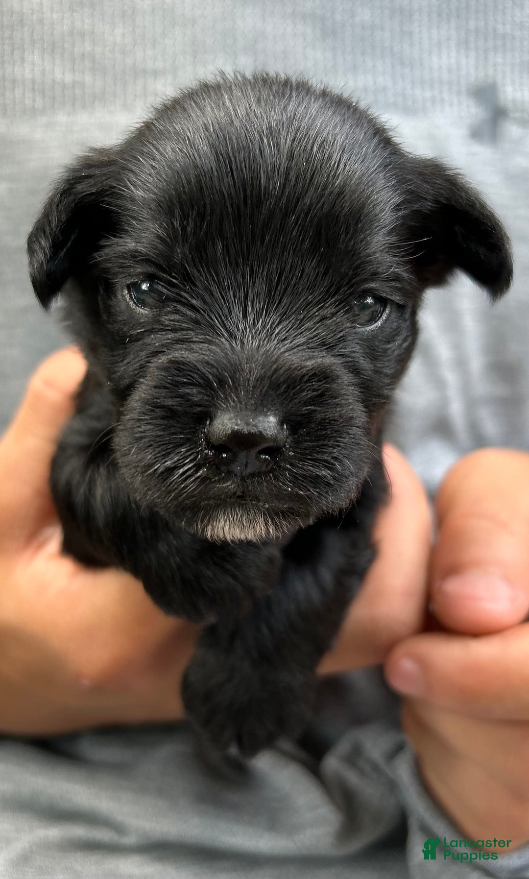 Miniature Schnauzer dogs for sale: Buddy - Image 1