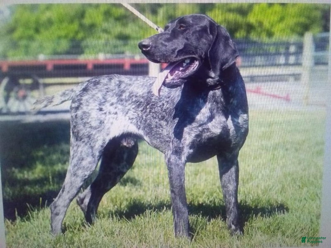 German Shorthaired Pointer dogs for sale: Rocky - Image 7