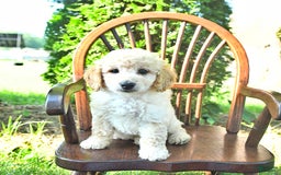 Mini Goldendoodle dogs for sale: Marco - Image 1