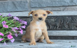 Toy Fox Terrier dogs for sale: Leo - Image 1