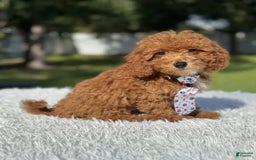 Mini Goldendoodle dogs for sale: Ziggy - Image 6