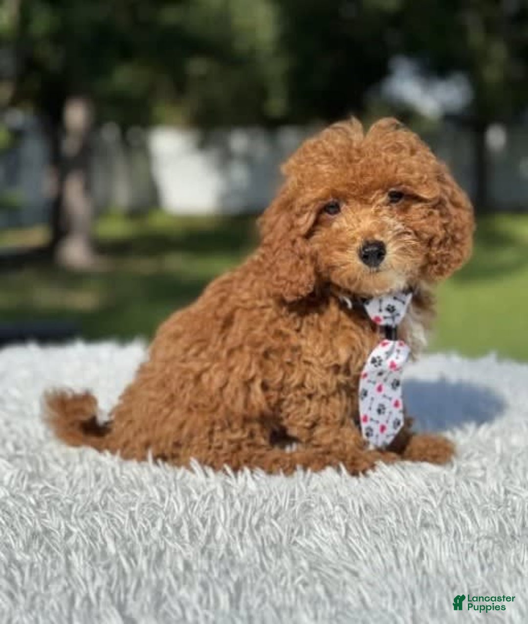 Mini Goldendoodle dogs for sale: Ziggy - Image 6