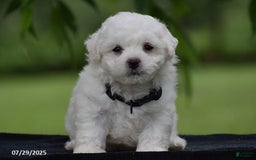 Bichon Frise dogs for sale: Tony - Image 1