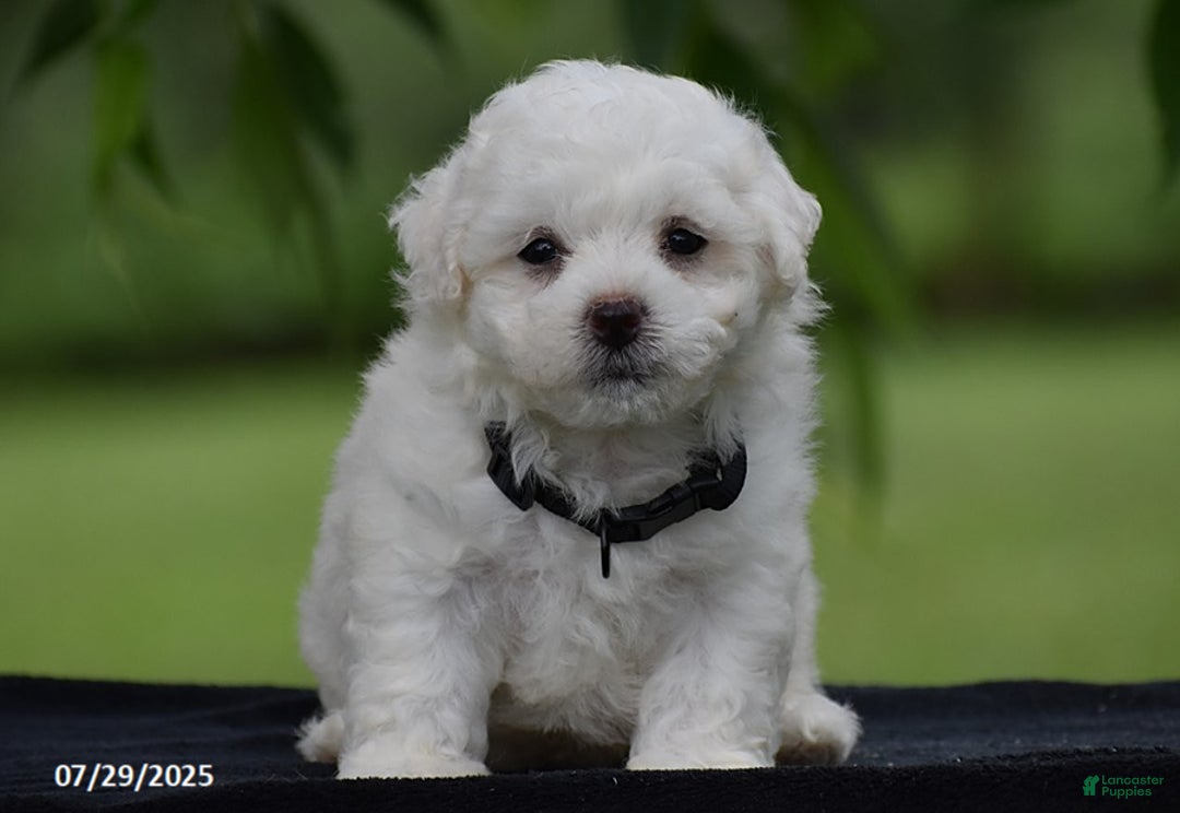 Bichon Frise dogs for sale: Tony - Image 1