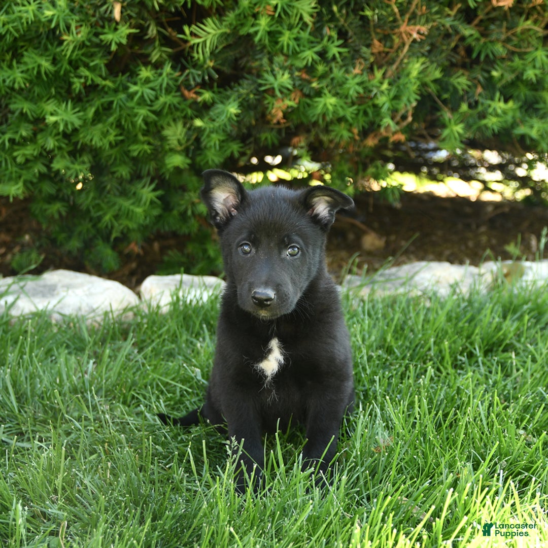 Belgian Malinois dogs for sale: Lady - Image 3