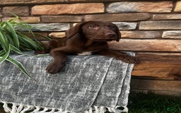 German Shorthaired Pointer dogs for sale: Janie - Image 6