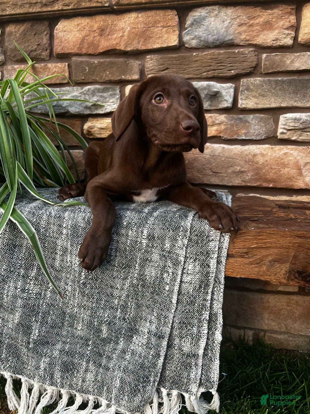 German Shorthaired Pointer dogs for sale: Janie - Image 6