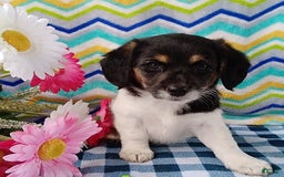 Beagle dogs for sale: Lacey - Image 3
