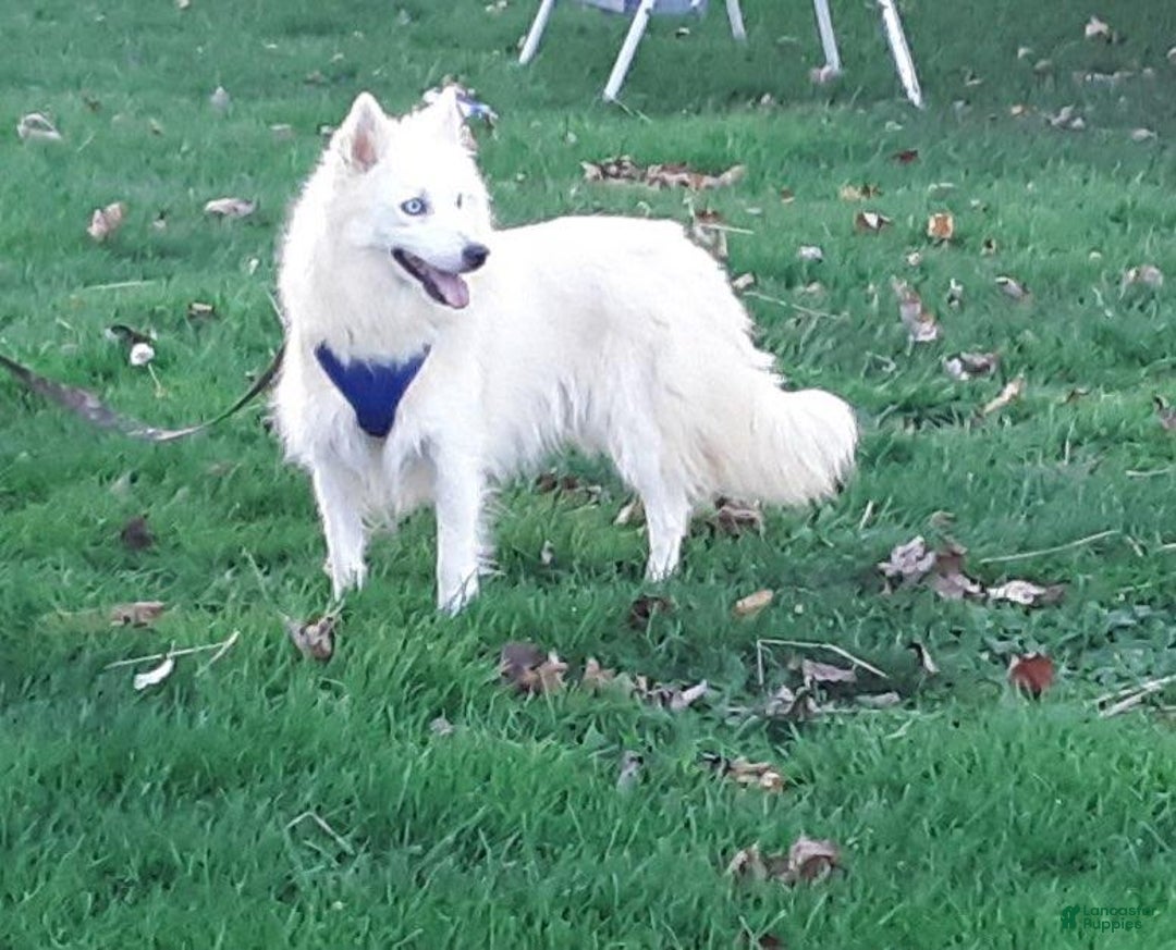 Pomsky dogs for sale: Peanut - Image 4