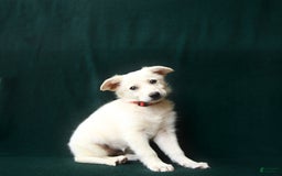 American Eskimo dogs for sale: Tessa - Image 3