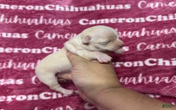 Chihuahua dogs for sale: Rose Short Coat - Image 6