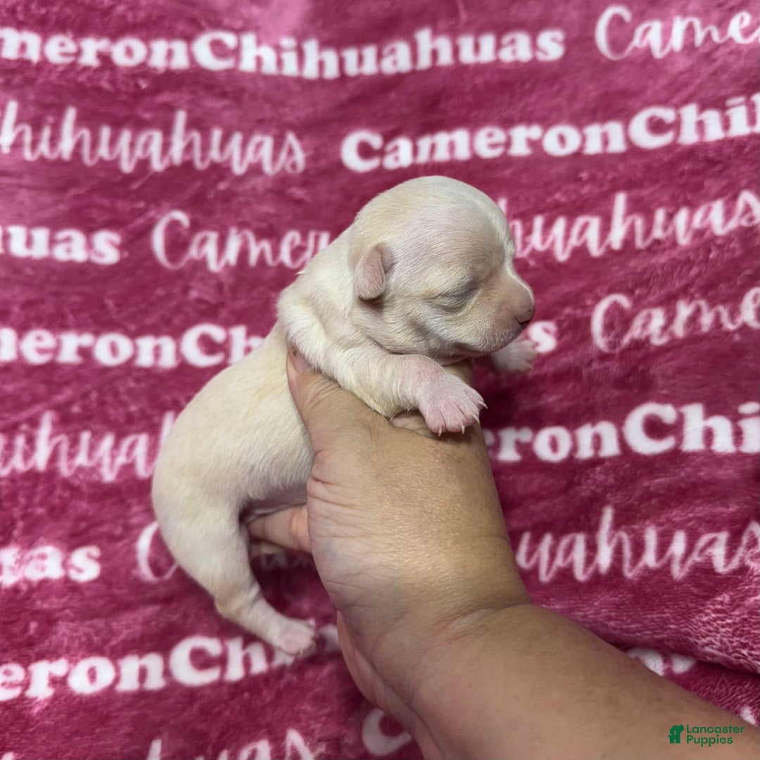 Chihuahua dogs for sale: Rose Short Coat - Image 6