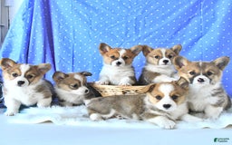 Welsh Corgi Pembroke dogs for sale: Linton - Image 1