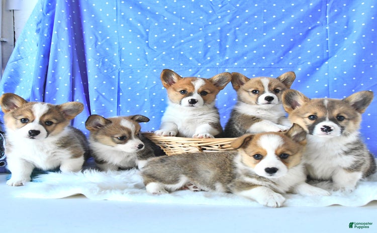 Welsh Corgi Pembroke dogs for sale - Ad 2