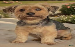 Shorkie dogs for sale: Atticus - Image 3