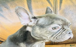 French Bulldog dogs for sale: Buddy - Image 8