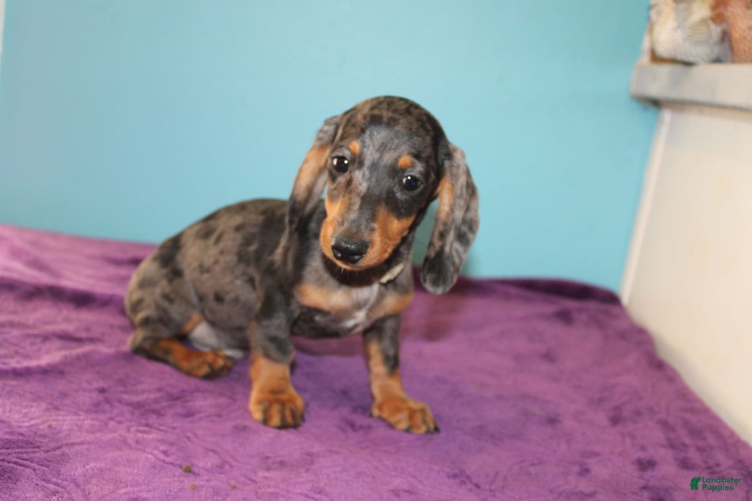 Dachshund dogs for sale: Teddy Mini - Image 2