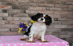 Cavalier King Charles Spaniel dogs for sale: Drew - Image 16