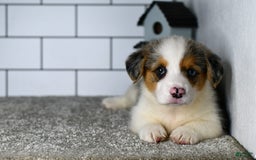 Welsh Corgi Pembroke dogs for sale: Mandy - Image 8