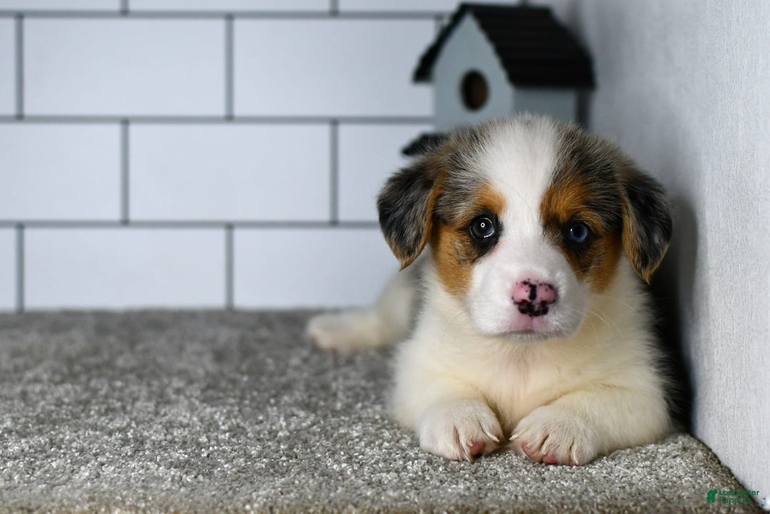 Welsh Corgi Pembroke dogs for sale: Mandy - Image 8