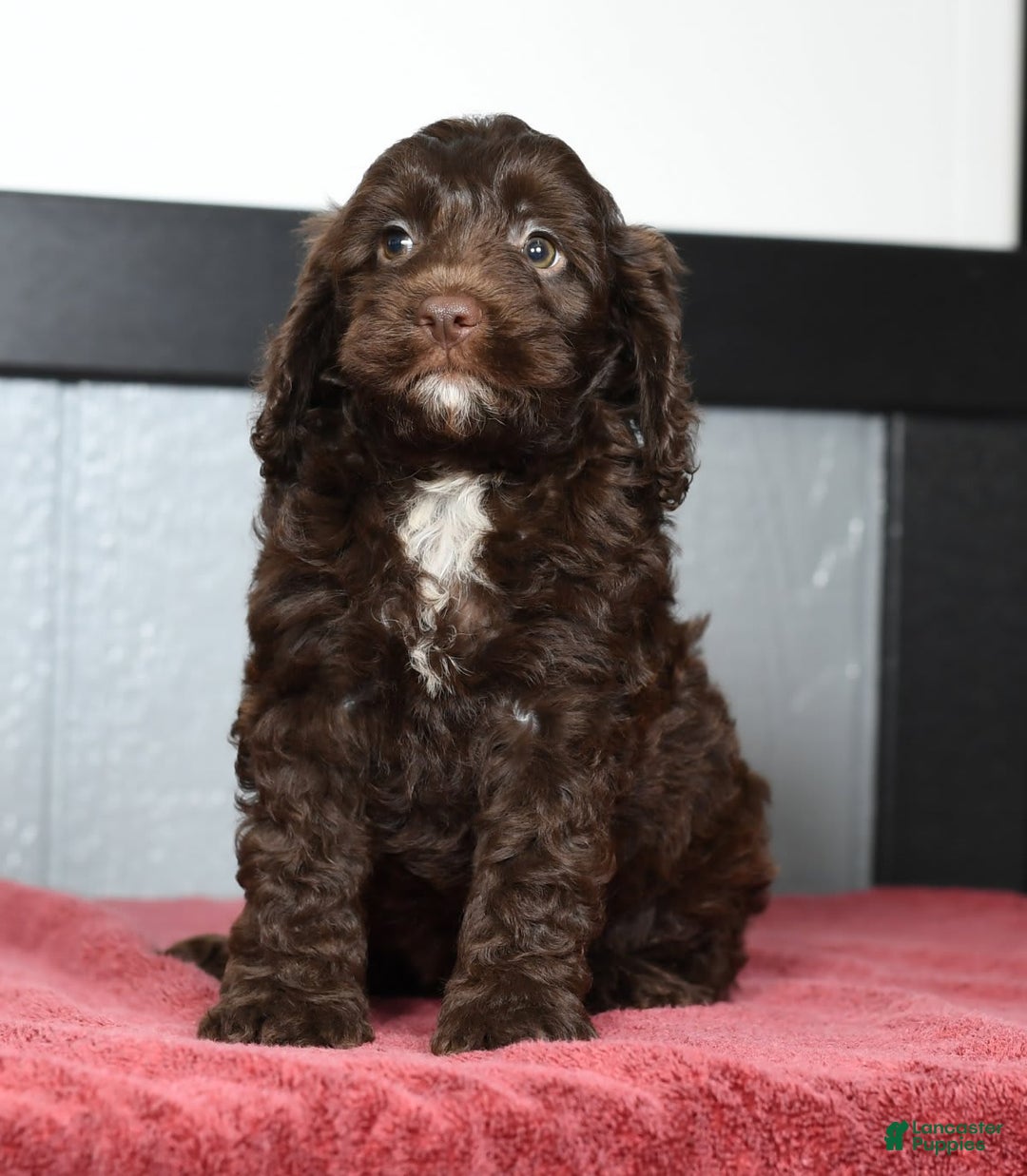 Cavapoo dogs for sale: Joey - Image 7