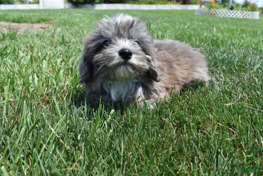 Havapoo dogs for sale: Zorro - Image 4