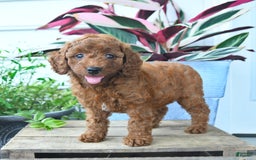 Mini Goldendoodle dogs for sale: Vanilla - Image 3