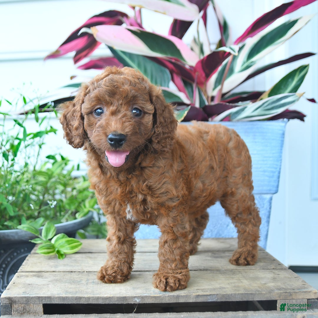 Mini Goldendoodle dogs for sale: Vanilla - Image 3
