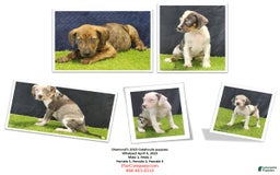 Catahoula Leopard Dog dogs for sale: Diamond 2025 M1 - Image 3