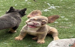 French Bulldog dogs for sale: Luna - Image 3