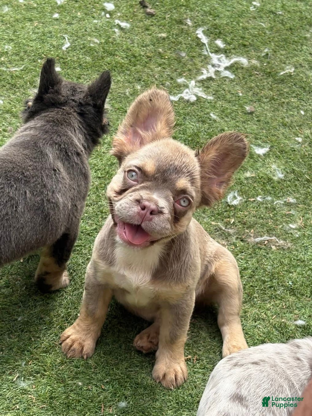 French Bulldog dogs for sale: Luna - Image 3