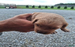 Golden Retriever dogs for sale: Max - Image 1