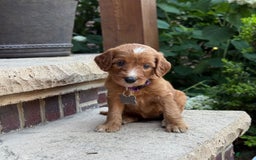 Goldendoodle dogs for sale: Layla - Image 8