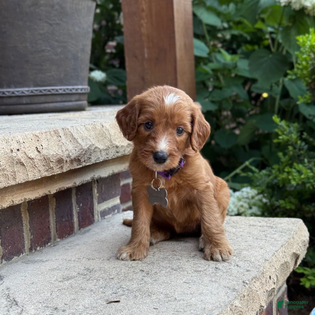 Goldendoodle dogs for sale: Layla - Image 8