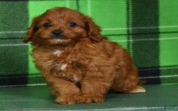 Cavapoo dogs for sale: Tinker - Image 4