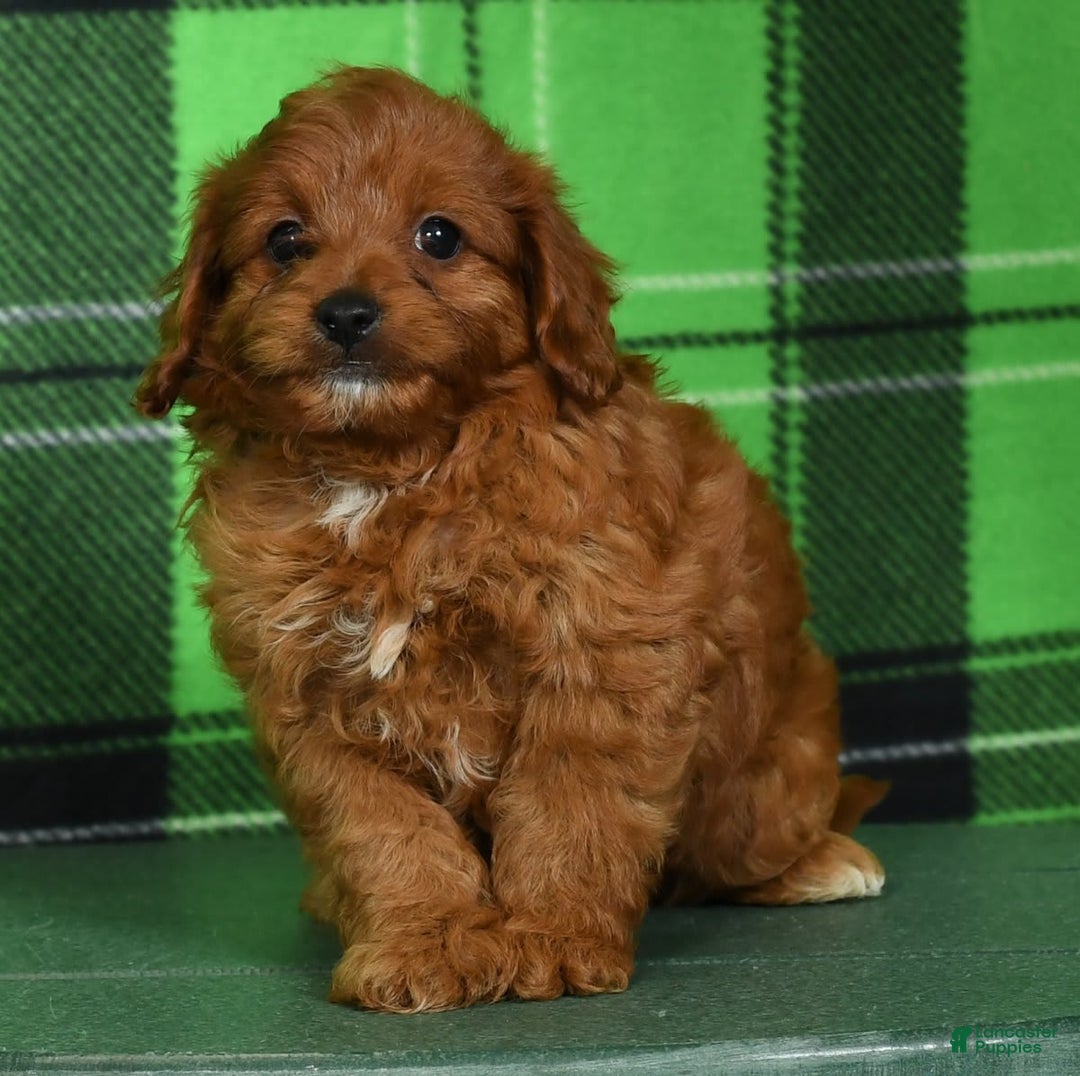 Cavapoo dogs for sale: Tinker - Image 4