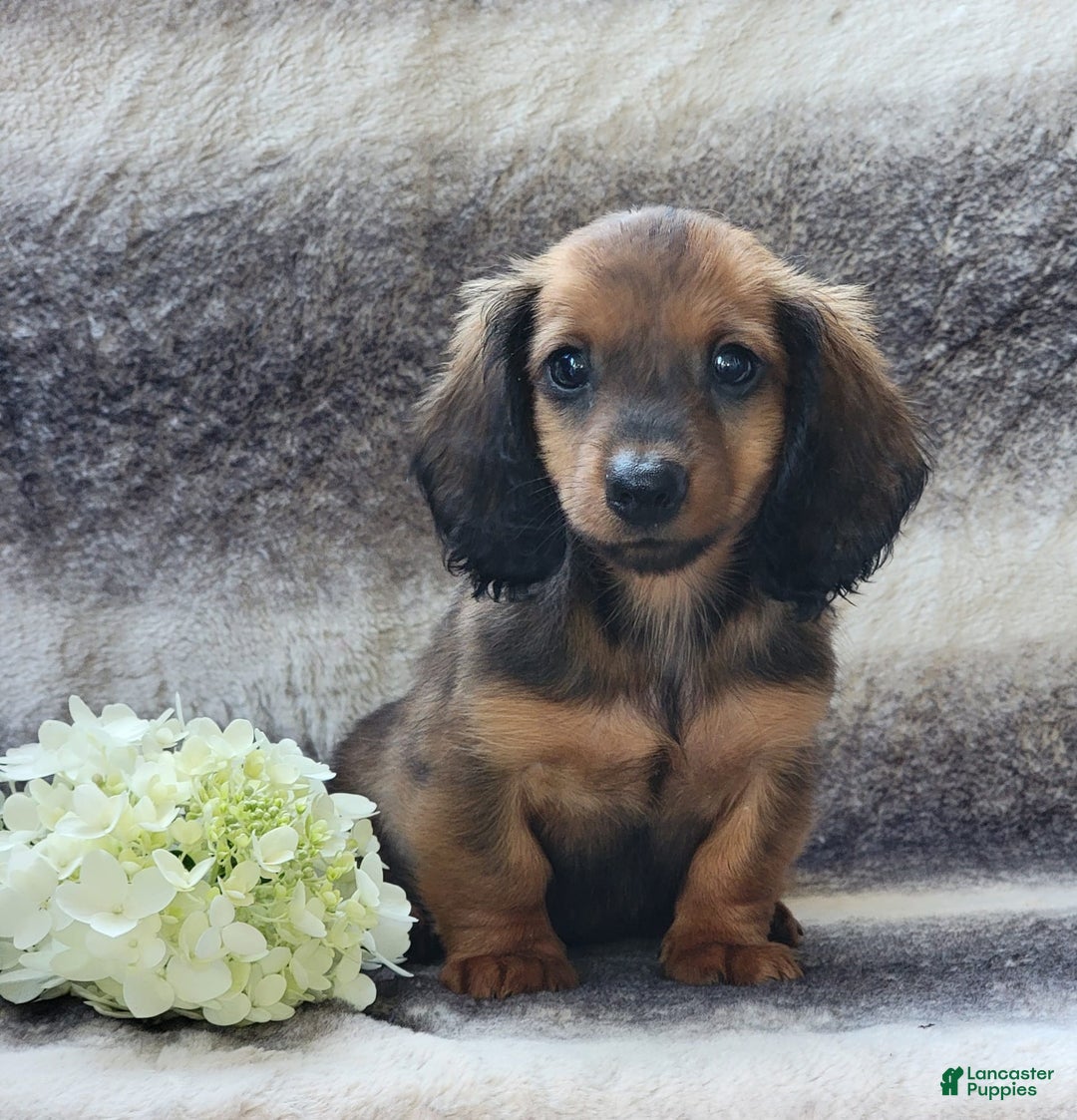 Miniature Dachshund dogs for sale: Trooper - Image 5