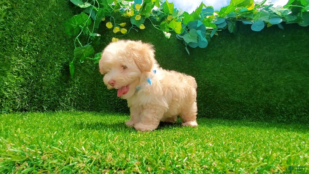 Maltipoo dogs for sale: Angel - Image 3
