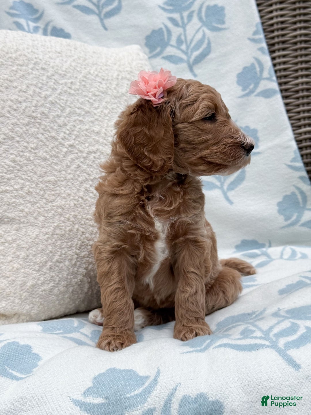 Goldendoodle dogs for sale: Virginia - Image 15