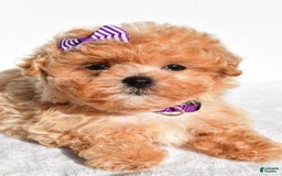 Maltipoo dogs for sale: Maltipoo 2 puppies - Image 7