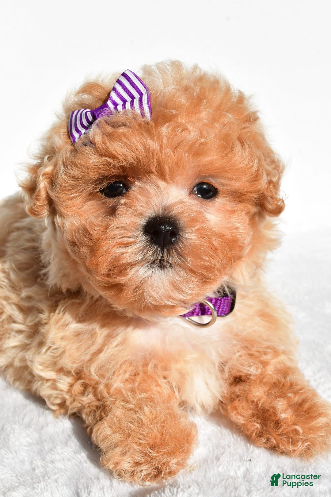 Maltipoo dogs for sale: Maltipoo 2 puppies - Image 7