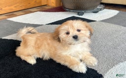 Lhasa Apso dogs for sale: Abby - Image 5