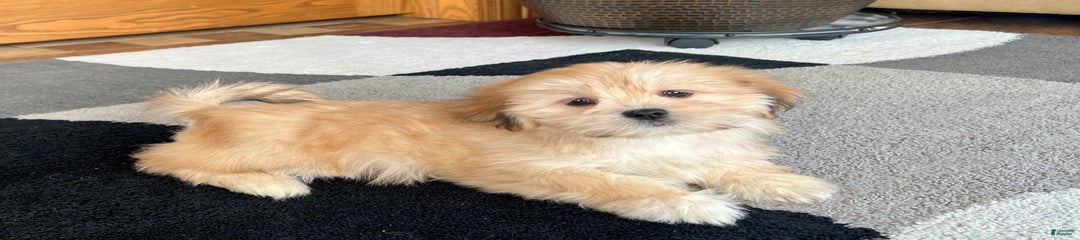 Abby