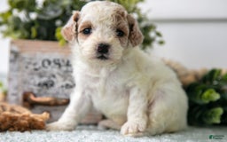 Miniature Poodle dogs for sale: Charlie - Image 2