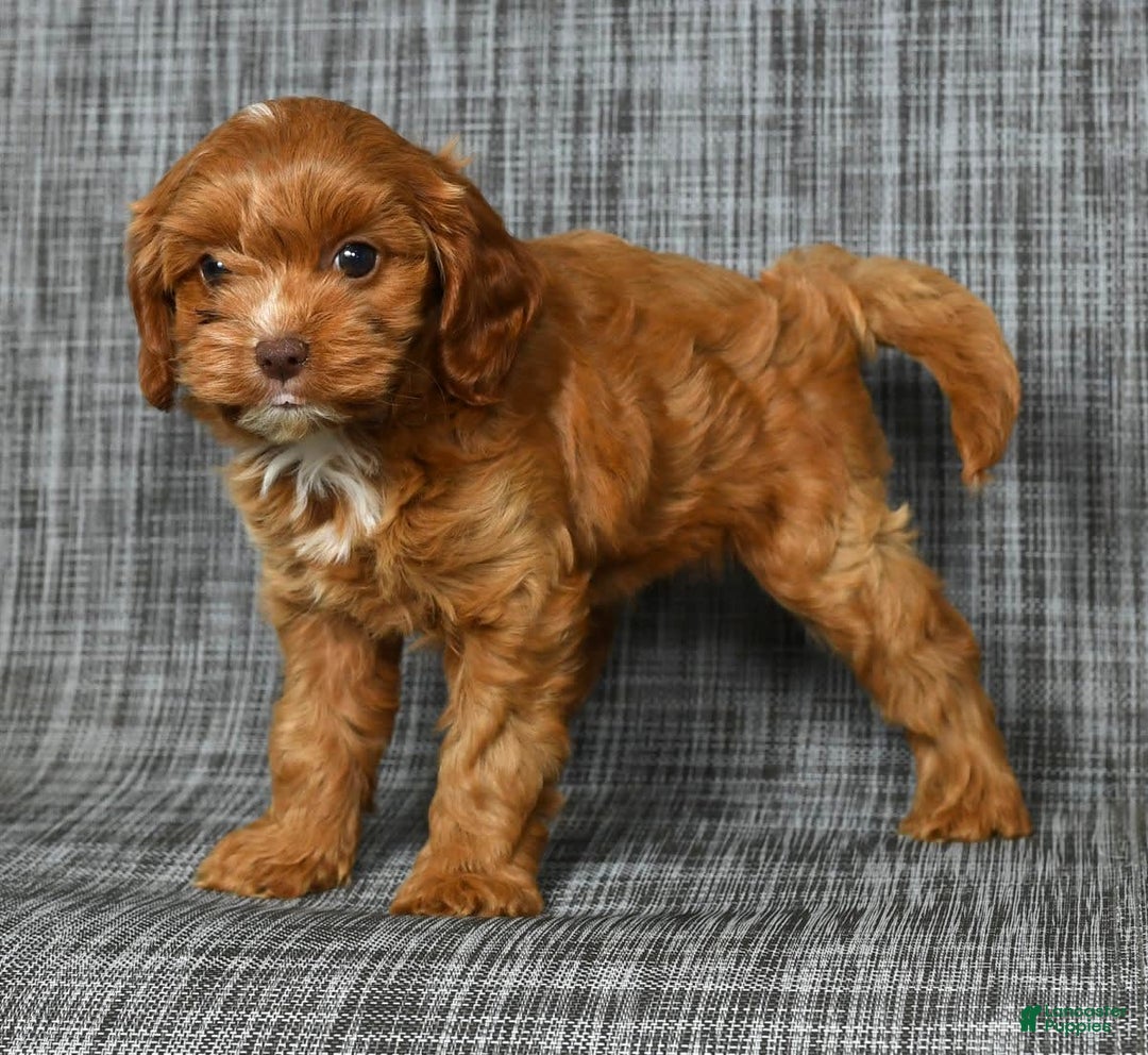 Cavapoo dogs for sale: Layla - Image 4