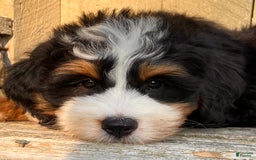 Mini Bernedoodle dogs for sale: 💜 Boston Ma 💜 Mini Bernedoodle - Image 20