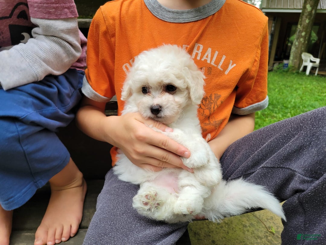 Bichpoo dogs for sale: Amelia - Image 1