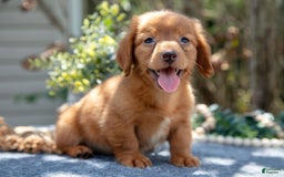 Miniature Dachshund dogs for sale: Mateo - Image 1